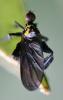 Empis pennipes